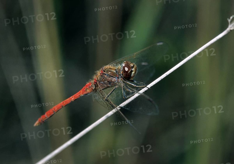 Common hogweed, Sympetrum vulgatum, vagrant darter, anisoptera, damselflies, dragonflies, insects, leo, dragonflies, male, odonata