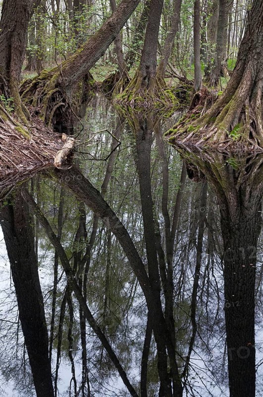 Alnus glutinosa, betulaceae, birch family, European alder, European black alder, adventitive root, alder, tree, black alder, broken forest, trees, common alder, alder, alder broken forest, flora, high size, portrait, plants, plants, reflection, stilt root, tree, forest, wood