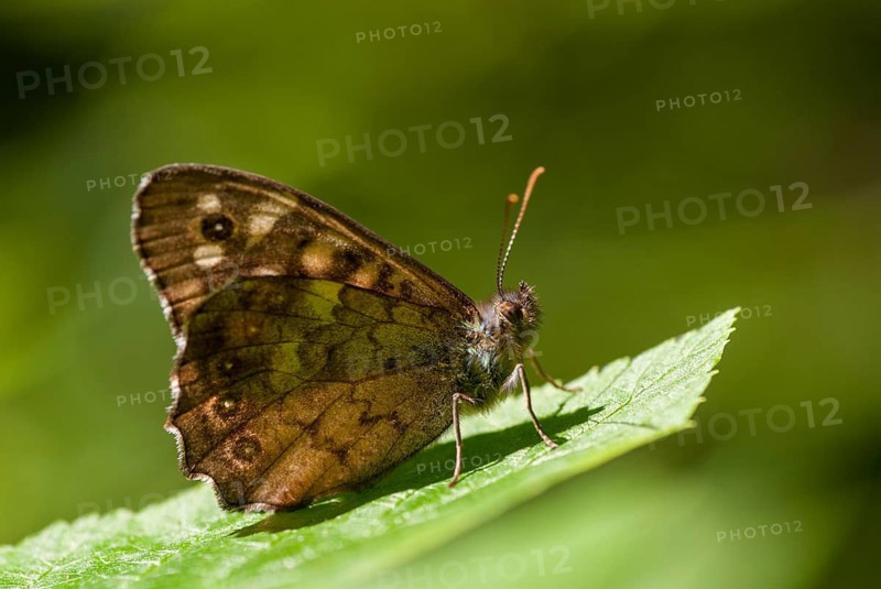 Leaf butterfly, pararge aegeria, speckled wood, forest board game, butterfly, insects, butterfly, butterflies