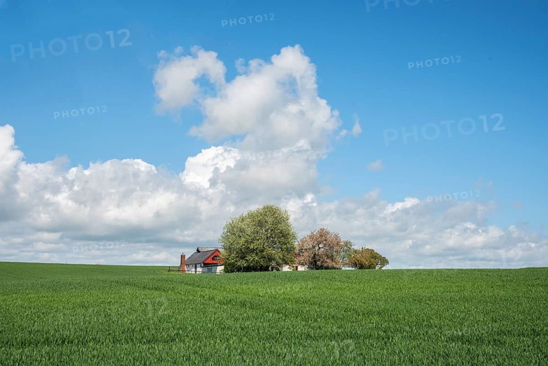 Farm behind field with green crop in spring in Ystad municipality, Skåne county, Sweden, Scandinavia