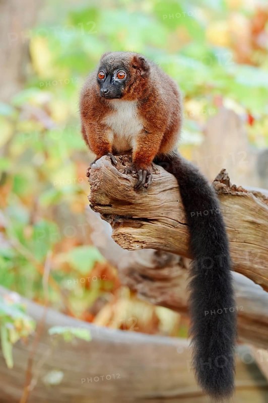 Red-bellied lemur (Eulemur rubriventer), female, captive, found in Madagascar