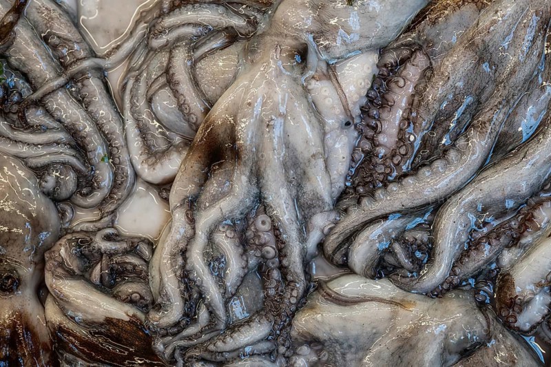 A close-up of the tentacles of several octopuses (Octopoda) or patients, Palermo, Sicily, Italy