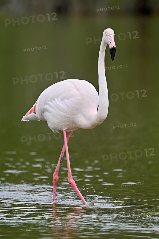 A greater flamingo (Phoenicopterus roseus) wading in a pond, Camargue Regional Nature Park, southern France