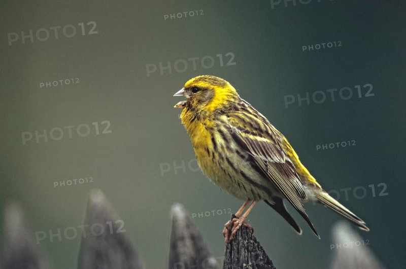 European Serin, serine, serinus serinus, birds, garden, garden fence, song, male, passeri, singing, songbirds, songbirds, birds