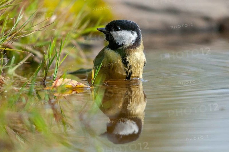 Great tit, great tit, parus major, bath, bird bath, birds, tit, mirror, passeri, songbirds, songbirds, mirror image, tits, watering place, birdbath, birds, watering place