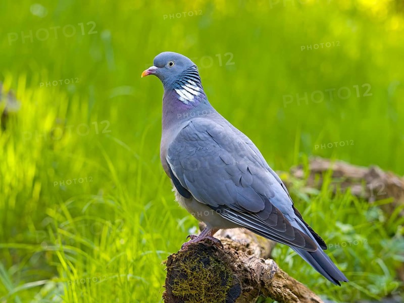 Wood pigeon (Columba palumbus), perched on a root, Solms, Hesse, Germany
