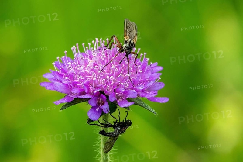 Field scabious (Knautia arvensis) with dance flies (Empididae), close-up, Fellhorn, Oberstdorf, Oberallgäu, Allgäu, Bavaria, Germany