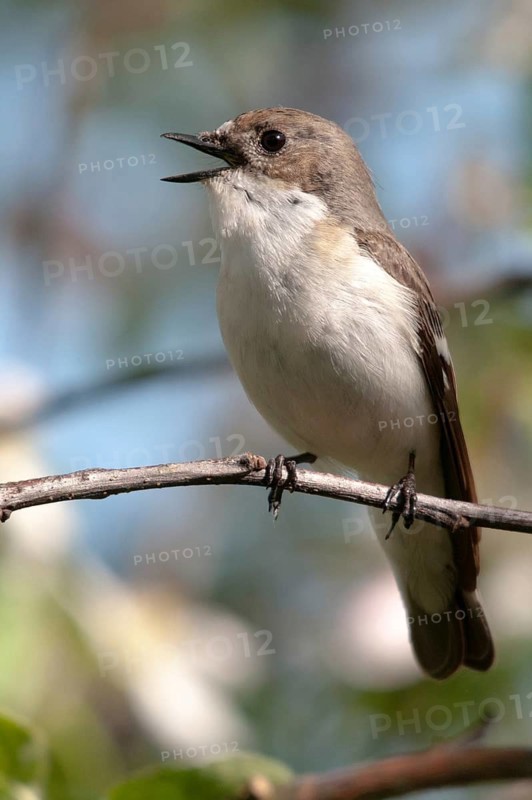 Ficedula hypoleuca, pied flycatcher, mourning snapper, mourning snapper, birds, song, high size, portrait format, passeri, singing, songbirds, birds