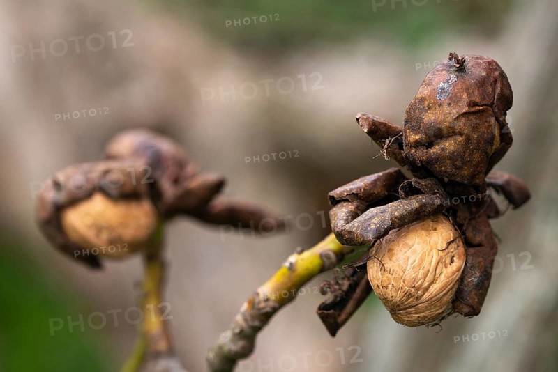 Real walnut, English walnut, Juglandaceae, Juglans regia, Madeira walnut, Persian walnut, walnut tree, walnut tree, trees, common walnut, flora, plants, plants, tree
