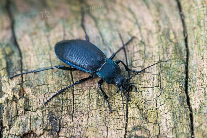 Carabus purpurascens, Carabus violaceus ssp. purpurascens, gold ledge, rain beetle, violet ground beetle, purple ground beetle, purple ground beetle, beetle, coleoptera, insects, beetles, ground beetles