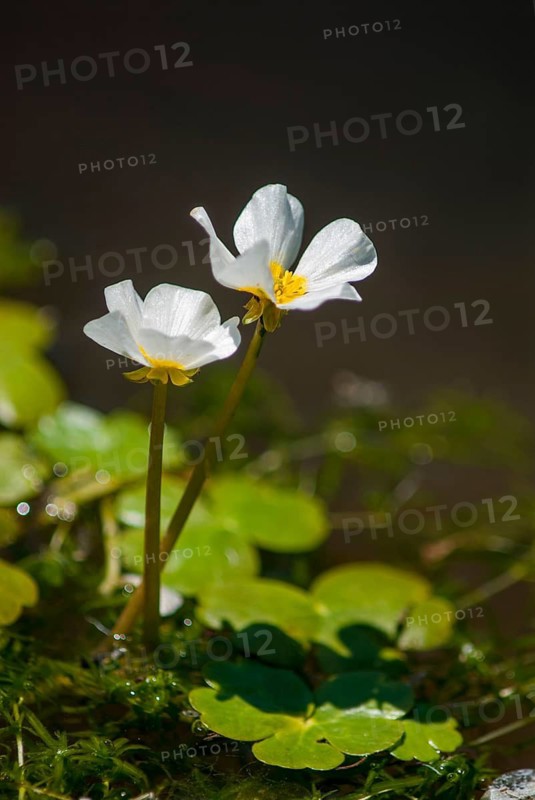 Buttercup family, ranunculaceae, ranunculus peltatus, shield-water buttercup, shield-water buttercup, extremadura, flora, high size, portrait format, plants, pond water-crowfoot, Spain
