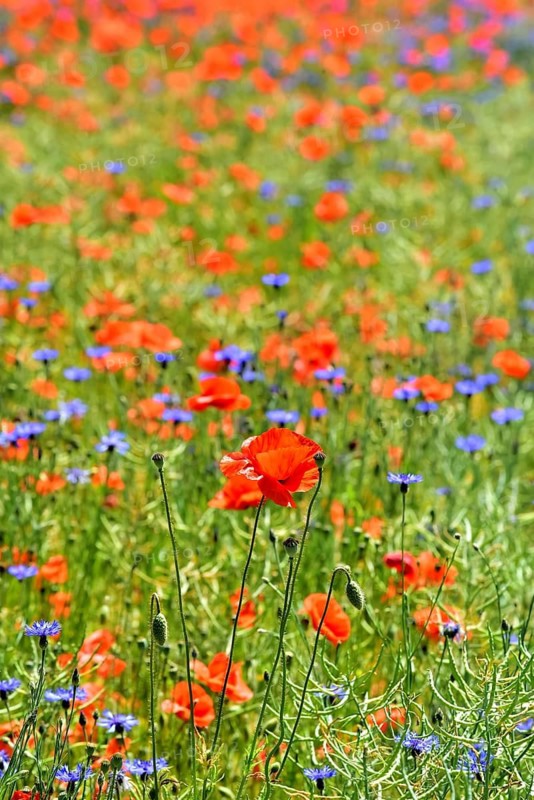 Corn poppies (Papaver rhoeas) and cornflowers (Centaurea cyanus), Bavaria, Germany