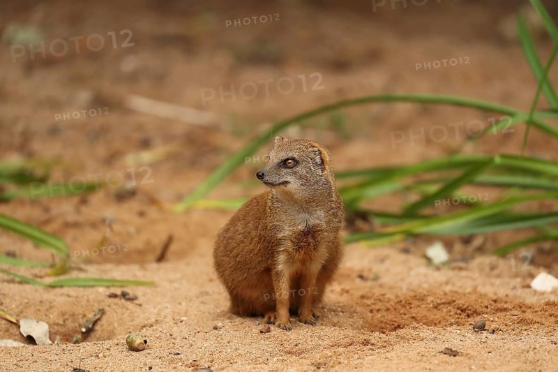 A mongoose sits alertly on sandy ground, surrounded by plants, a fox mongoose (Cynictis penicillata) is sitting on the ground, in captivity, Baden-Württemberg, Germany