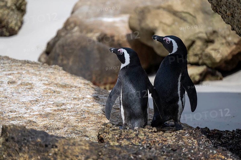 Two spectacled penguins (Spheniscus demersus) on a rock, Boulder Beach, Western Cape, Simon's Town, South Africa
