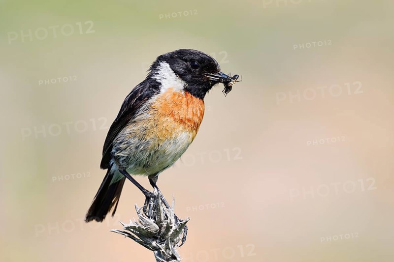 Stonechat (Saxicola rubicola), male with insects in his beak, Algarve, Portugal