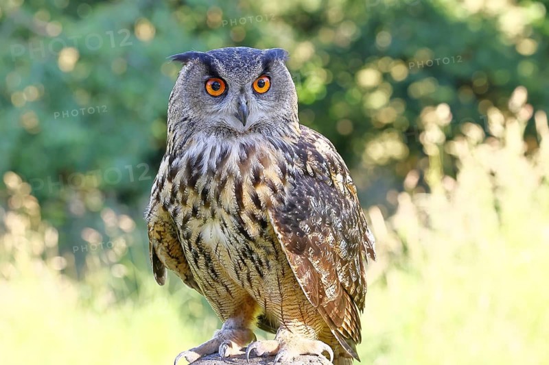Eurasian eagle-owl (Bubo bubo), animal portrait, Rhineland-Palatinate, Germany