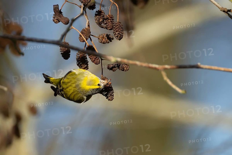 Siskin (Spinus spinus) adult male bird feeding on Alder (Alnus glutinosa) tree seeds in winter, Suffolk, England, United Kingdom