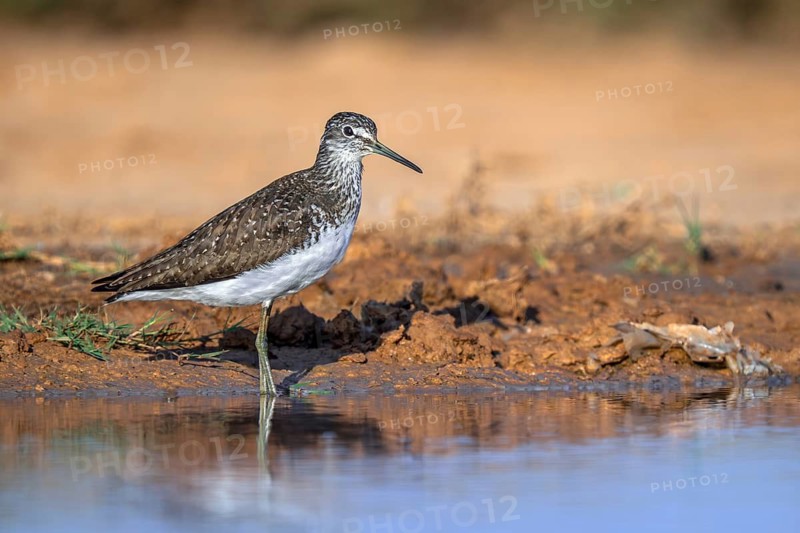 Green sandpiper (Tringa ochropus) adult in summer plumage foraging along lake shore in spring