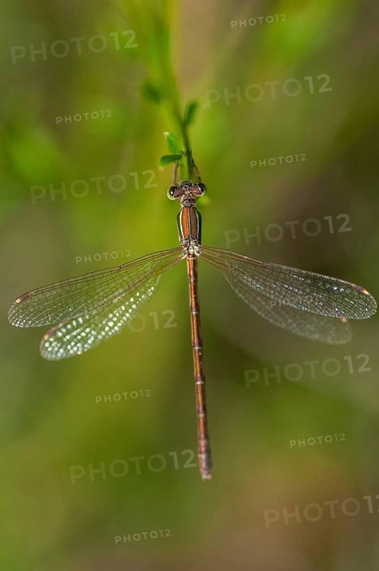Brandenburg, Germany, Lestes Barbarus, migrant spreadwing, national natural heritage, natural paradise Grünhaus, shy emerald damselfly, southern emerald damselfly, southern ruismaid, post-mining landscape, damselflies, dragonflies, green house, high size, portrait format, insects, dragonflies, odonata, zygoptera