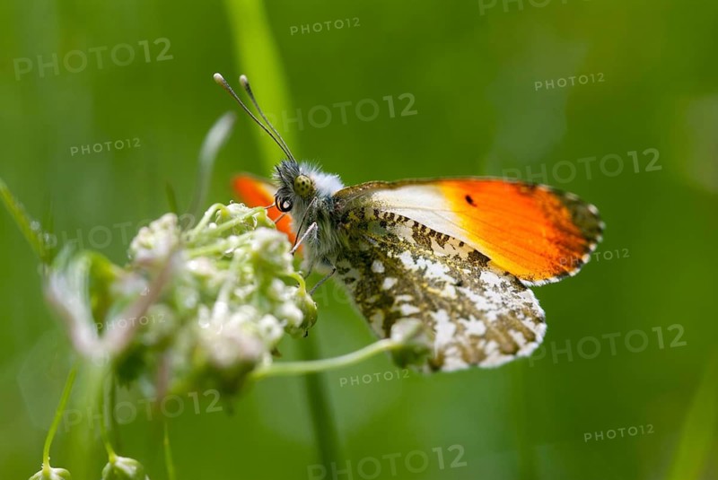Anthocharis cardamines, aurorafeath, orange tip, butterfly, insects, insects, leo, butterfly, butterflies