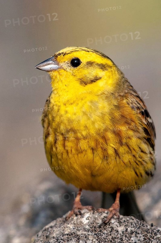 Brandenburg, Emberiza Citrinella, Germany, Yellowhammer, Nabu, national natural heritage, natural paradise Grünhaus, Yellowhammer, post-mining landscape, birds, green house, high size, portrait format, male, passeri, songbirds, birds