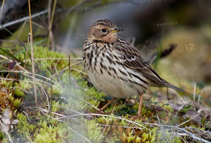 Anthus Cervinus, Norway, red-throated pipit, robin pipit, varanger, birds, passeri, songbirds, birds