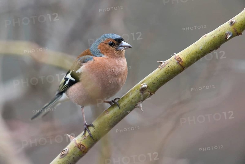 Chaffinch, Fringilla Coelebs, Birds, Male, Passeri, Songbirds, Birds