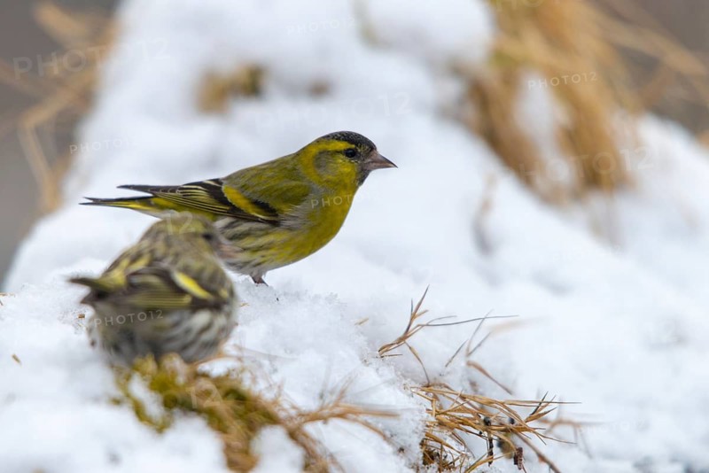 Carduelis spinus, siskin, spinus spinus, siskin, birds, male, passeri, snow, songbirds, snow, songbirds, birds, winter