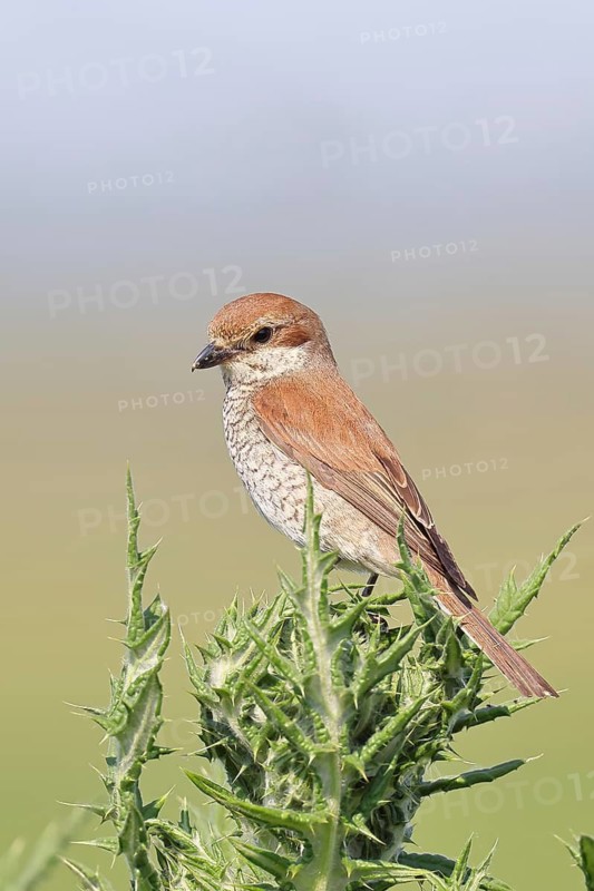 Red-backed shrike (Lanius collurio), female perched on a thistle, looking for prey, wildlife, migratory bird, animals, birds, Wilnsdorf, North Rhine-Westphalia, Germany