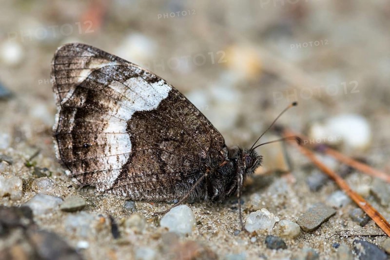 Hipparchia alcyone, Hipparchia hermione, rock grayling, butterfly, insects, butterfly, butterflies