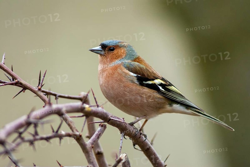 Chaffinch, Fringilla Coelebs, Birds, Male, Passeri, Songbirds, Birds