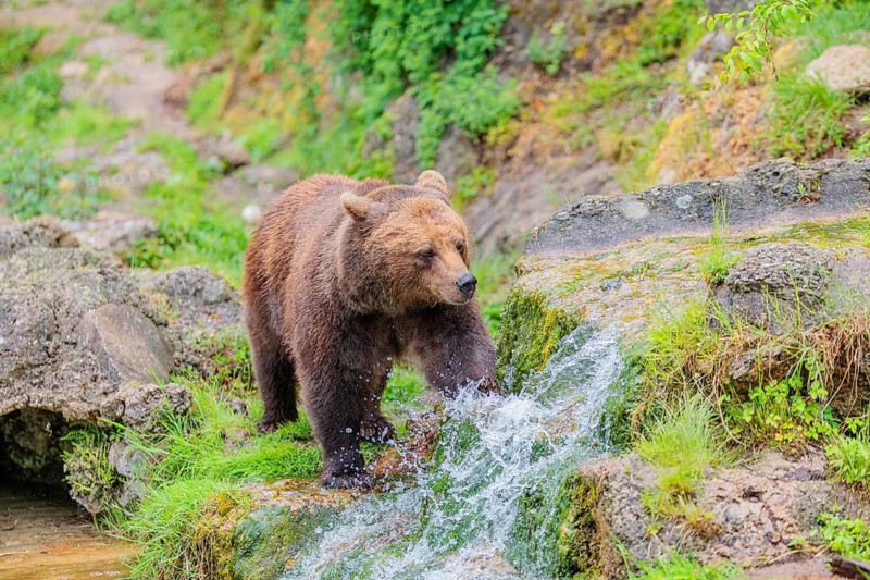 A female brown bear (Ursus arctos arctos) is walking through dense vegetation in hilly terrain, crossing streams and small waterfalls along the way. Transylvania, Romania