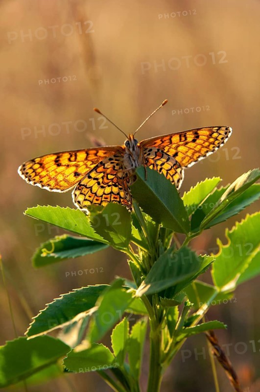 Brandenburg, common cheek moth, Germany, Glanville Fritillary, Melitaea Cinxia, Nabu, national natural heritage, natural paradise Grünhaus, plantain cheekmoth, post-mining landscape, butterfly, green house, high size, portrait format, insects, butterfly, butterflies