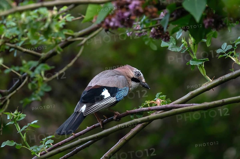 Eurasian jay (Garrulus glandarius) on a rose branch, Franconia, Bavaria, Germany