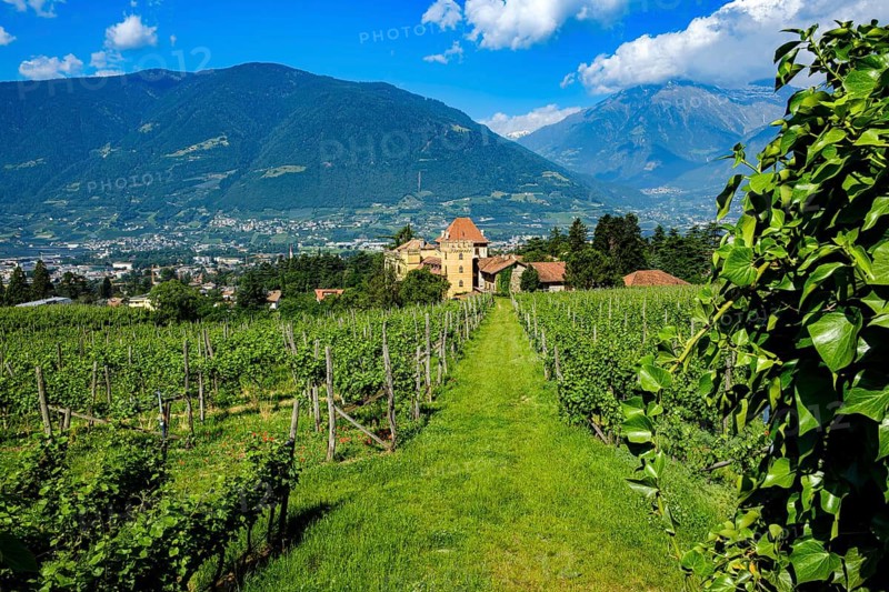 Vineyard landscape with view of Castello Rametz and views of the surrounding alpine mountain landscape, Merano, Burgrafenamt, South Tyrol, Italy