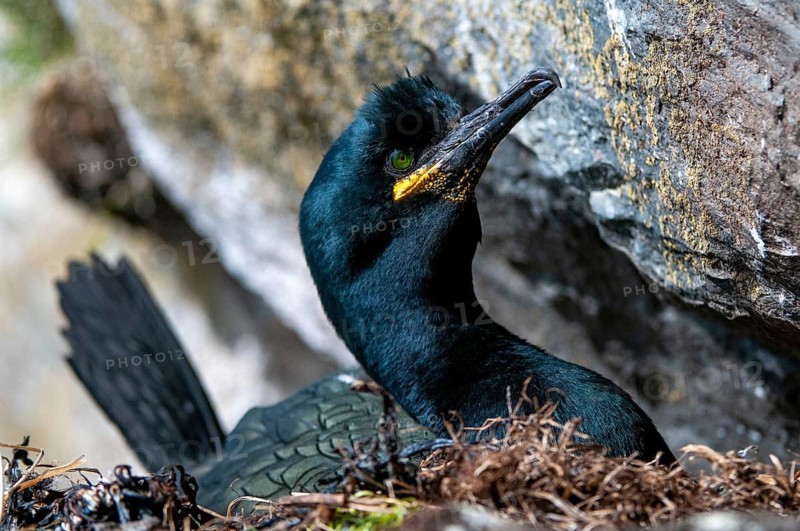 Common Shag, European Shag, Gulosus Aristotelis, Crow Shard, Norway, Phalacrocorax Aristotelis, Varanger, Birds, Breed, Brut, Nest, Pelecaniformes, Ropedes, Birds, Waterbirds