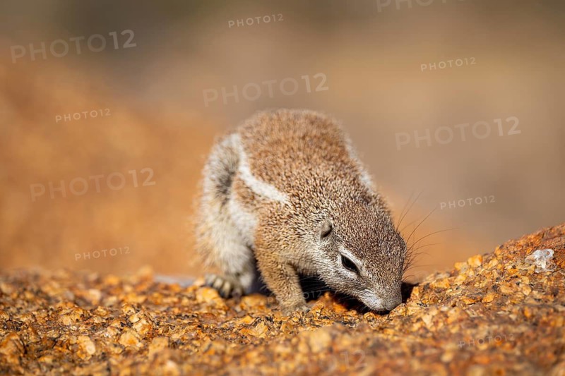 Cape ground squirrel (Xerus inauris), Pontok-Berge, Spitzkoppe, Große Spitzkuppe Nature Reserve, Namibia