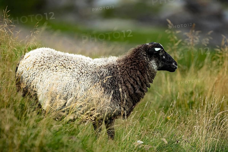 A single sheep stands in a green field surrounded by tall grasses and a natural landscape, sheep, Sorlandet, Norway, Scandinavia