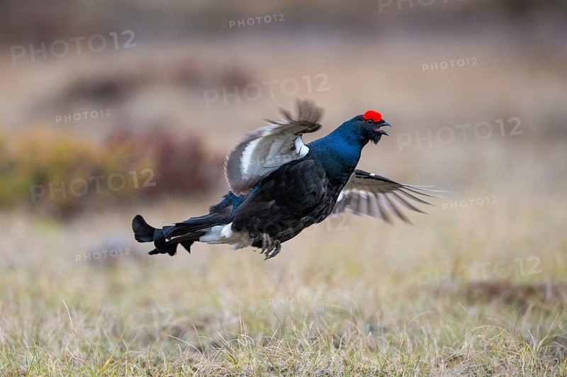 Black grouse (Lyrurus tetrix), black grouse courtship in Sweden, Fågelsjö, Gävleborgs län, Sweden