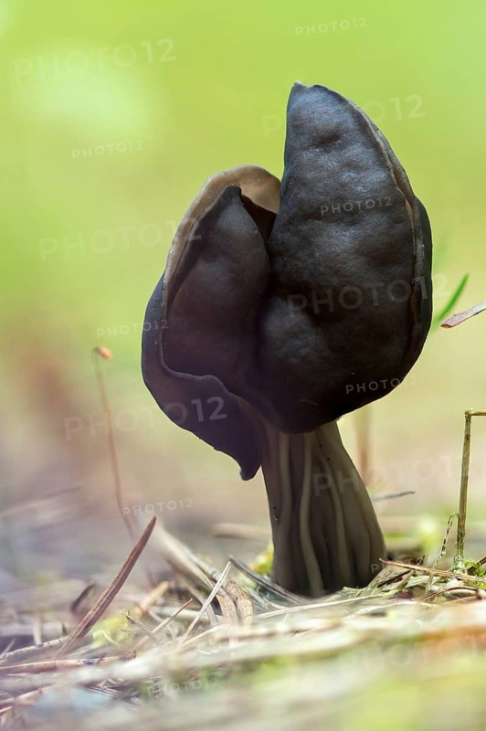 Spring pit laurel, pit laurel, helvella lacunosa, helvella sulcata, helvellaceae, lornel relatives, elf saddle, fluted black elf saddle, fungi, fungus, late grey saddle, mushrooms