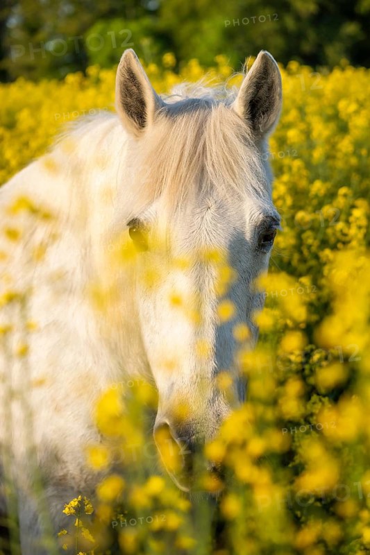 Horse, mold, mare, portrait, in a rapeseed field