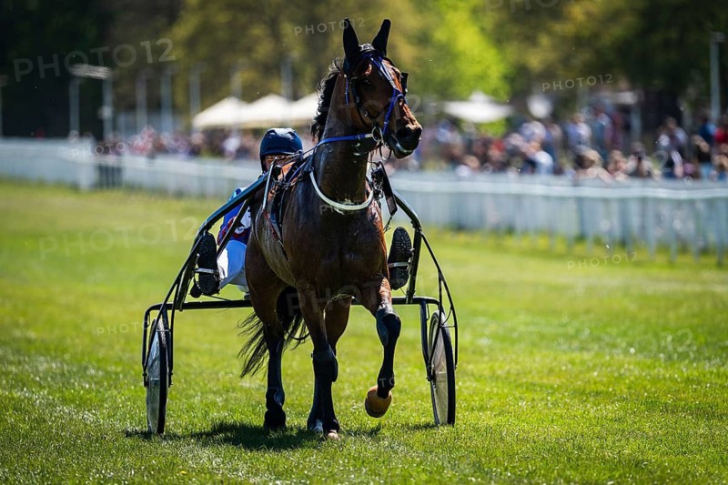 Front view of harness racing horse pulling sulky, driver behind, sharp focus with shallow depth of field on sunny day in Wroclaw, Poland