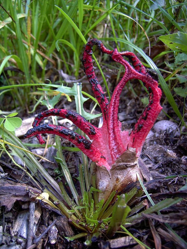Anthurus archeri, clathrus, clathrus archeri, gridlings, phallales, stinkmorel-like, squid mushroom, devil's fingers, fungi, fungus, high size, vertical format, octopus stinkhorn, mushrooms