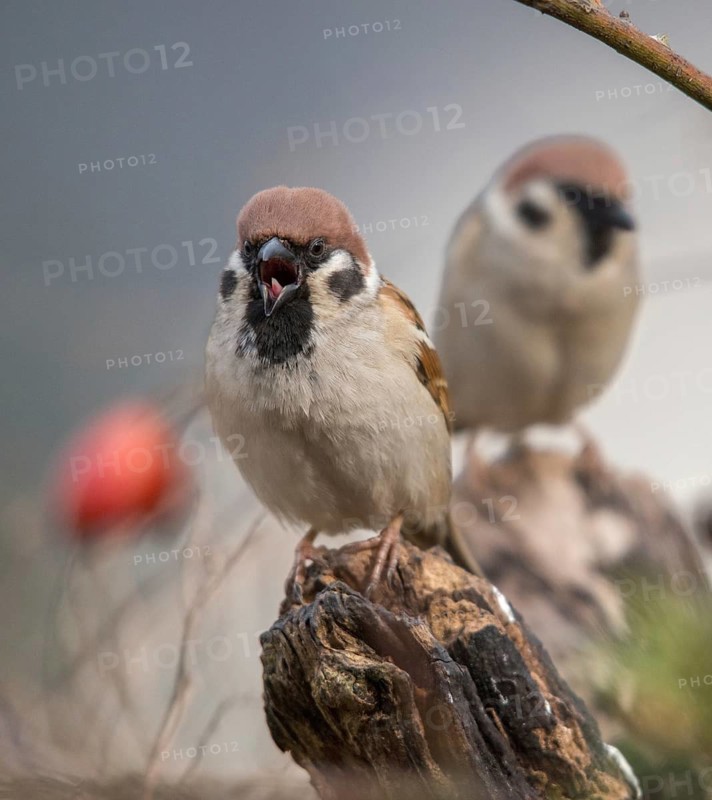 Tree sparrow, Passer Montanus, sparrow, birds, high size, portrait format, passeri, songbirds, sparrow, sparrow, sparrow, sparrow, sparrow, sparrow, sparrow, birds