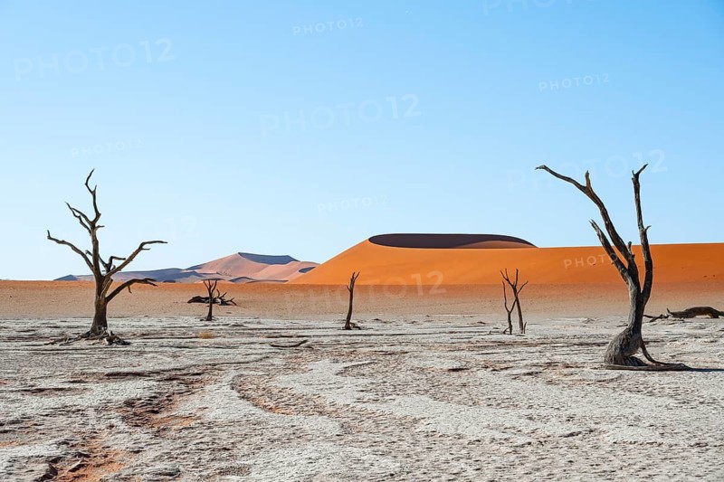 Dead camel thorn trees (Vachellia erioloba), red sand dunes, white salt pan, Dead Vlei, Sossusvlei, Namib Desert, Namib-Naukluft Park, Namibia