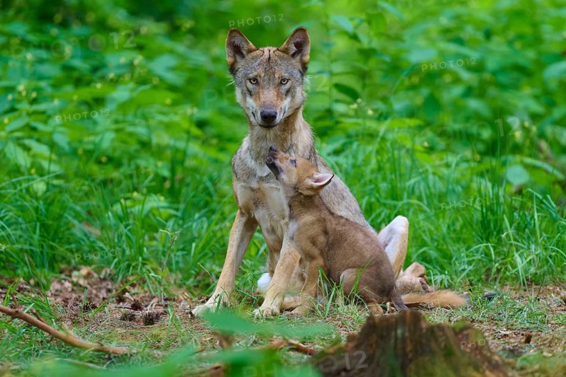A wolf and a puppy in a green, leafy forest setting, summer, wolf (Canis lupus), Germany