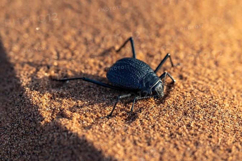 Mist-drinking beetle (Onymacris unguicularis), Namib Desert, Namibia