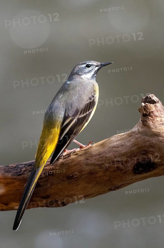 Mountain tail, grey wagtail, motacilla cinerea, birds, song, high size, portrait format, passeri, singing, songbirds, birds