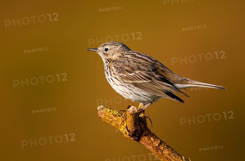 Anthus pratensis, meadow pipit, meadow pieper, birds, passeri, songbirds, birds