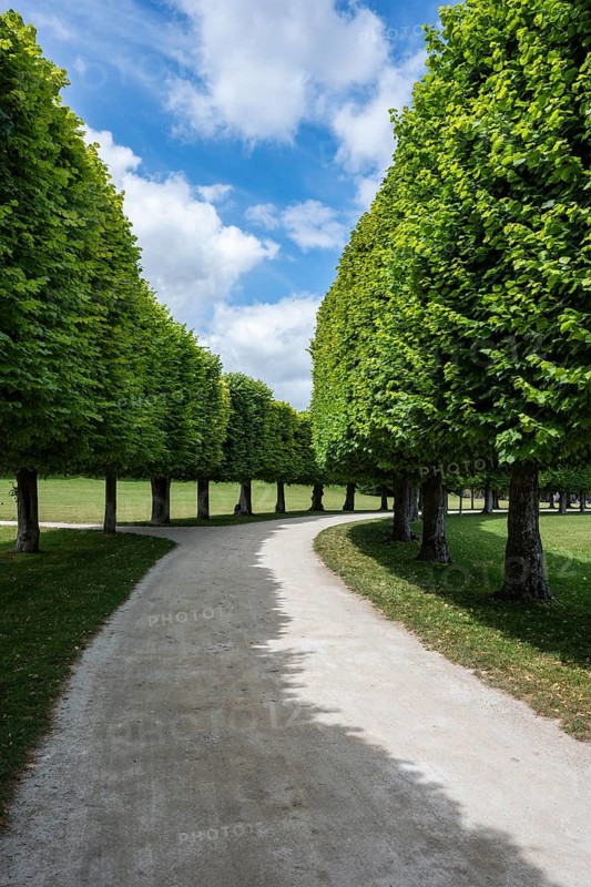 Tree avenue in the park of Château de Chambord, Chambord Castle, Blois Arrondissement, Loir-et-Cher department, Centre-Val de Loire region, France